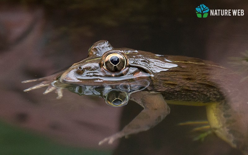 Indian Bullfrog